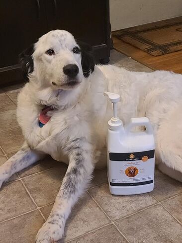 Camelina Oil for Dogs - Omega 3, 6, 9 Supplement for Healthy Skin, Shiny Coat & Flexible Joints - Dog Joint Supplement - Natural Canine Wellness - Omega 3 for Dogs (Pump Included - 64oz) in Saudi Arabia