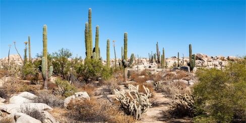 YongFoto الزواحف تررم الخلفية 36x18 بوصة الصحراء البرية الغربية روكي بوش الشوك المكسيك ساجوارو الصبار الزواحف الموئل خزان الخلفية الملتحية التنين خزان الأسماك حوض السمك خلفية الخلفية in Kuwait