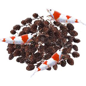 SunGrow Alder Cones for Shrimps, Water Conditioner for Freshwater Shrimp Tanks, Aquarium Decorations & Accessories, 1", 50 Cones per Pack