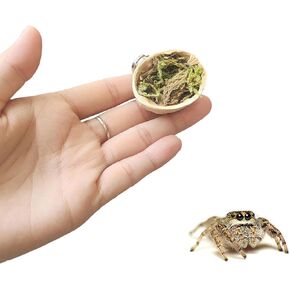 3 Pack Jumping Spider Walnut Ledge with Magnets for Pet Spider Spoods Hides Jumping Spider Walnut Hide Magnetic Moss Hide