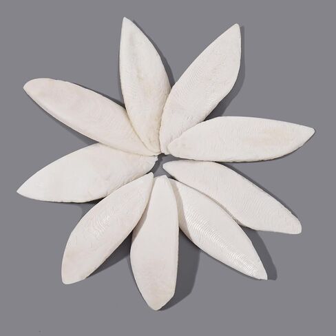 50 قطعة من لعبة مضغ عظم الحبار للطيور من عظام الحبار الطبيعية للسلاحف والقواقع وعظم الحبار للببغاوات والكوكاتيل والببغاء (2-3 بوصة) in Kuwait