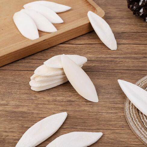 50 قطعة من لعبة مضغ عظم الحبار للطيور من عظام الحبار الطبيعية للسلاحف والقواقع وعظم الحبار للببغاوات والكوكاتيل والببغاء (2-3 بوصة) in Kuwait