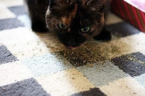 Meowijuana® Kalico Kush - Valerian Root and Catnip Blend - Large Bottle in Saudi Arabia
