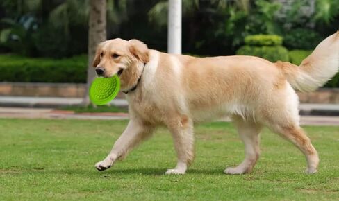 6 Pack Soft Rubber Dog Flying Discs for Small Medium Large Dogs (Small, Pink&Green&Blue6) in Saudi Arabia