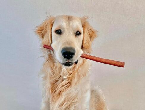 Bully Sticks (12 Inch, Jumbo Thickness), Fully Digestible 100% Beef Pizzle Chews, Grass-Fed, Grain-Free, Natural Long-Lasting Chews for Medium & Large Dogs (1 count (Pack of 2)) in Saudi Arabia