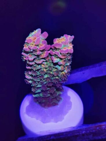 المكونات المرجانية in Kuwait