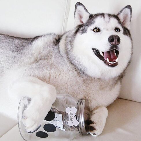 Buddy Paw Medium Glass Storage Canister, 108 oz, Clear in Kuwait