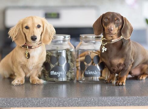 Buddy Paw Medium Glass Storage Canister, 108 oz, Clear in Kuwait