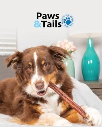 PAWS&TAILS All Natural Premium Bully Sticks for Dogs – Premium Odor-Free Beef Chews, High-Protein, Fully Digestible Dental Treats, Packaged in USA, Suitable for All Breeds. (6 Inch, 10 Sticks) in Saudi Arabia