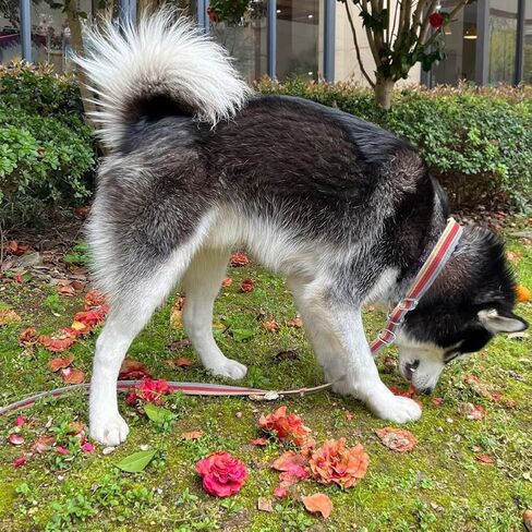 10FT / 15FT / 20FT Anti-Choke Slip Lead Dog Leash, 1" Wide Soft Thick Long Training Leash for Strong Small Medium Large Dogs (red-20ft) in Kuwait