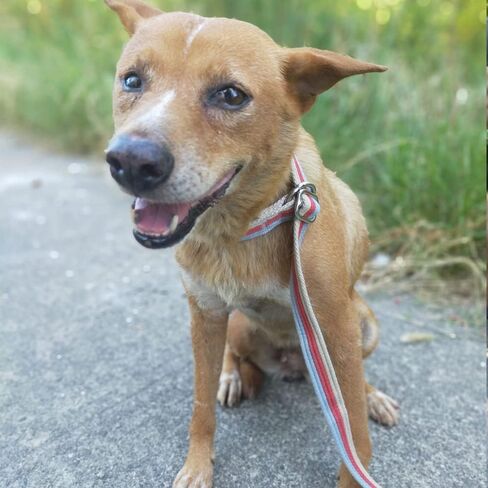 10FT / 15FT / 20FT Anti-Choke Slip Lead Dog Leash, 1" Wide Soft Thick Long Training Leash for Strong Small Medium Large Dogs (red-20ft) in Kuwait