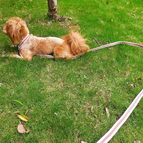 10FT / 15FT / 20FT Anti-Choke Slip Lead Dog Leash, 1" Wide Soft Thick Long Training Leash for Strong Small Medium Large Dogs (red-20ft) in Kuwait