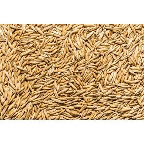 Non GMO, Certified Organic, Oat seed (1 lb.)