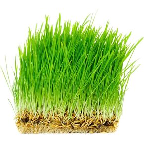 Non GMO, Certified Organic, Oat seed (1 lb.)