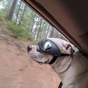 Dog Goggles Anti-UV Dog Sunglasses for Medium-Large Breed Dogs Windproof Anti-Dust Antifog Soft Pet Dog Glasses for Long Snout Dogs Eyes Protection, Black in Saudi Arabia