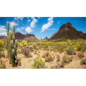 Reptile Habitat Background Saguaro Cacti Blue Sky Desert Landscape Terrarium Background Cactus Gobi Mountain Aquarium Background Wallpaper Decor for Tanks Vinyl 24x16in