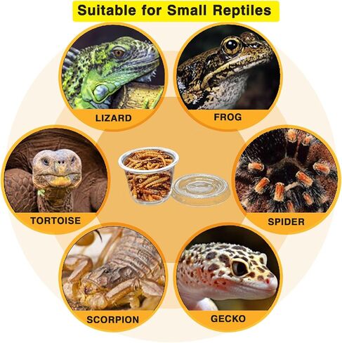Small Reptile Food Plastic Replacement Cup Worm Water Dish Feeder Lizard Gecko Ceramic Pet Bowls with Tongs for Tortoise Lizard Bearded Dragon Frog Leopard Gecko Snake Chameleon(1 oz, 100PCS) in Saudi Arabia