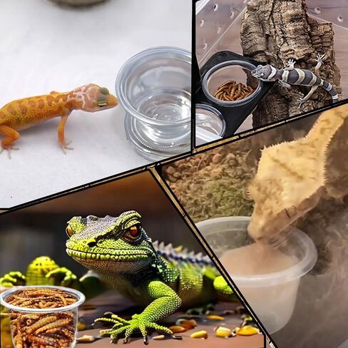 Small Reptile Food Plastic Replacement Cup Worm Water Dish Feeder Lizard Gecko Ceramic Pet Bowls with Tongs for Tortoise Lizard Bearded Dragon Frog Leopard Gecko Snake Chameleon(1 oz, 100PCS) in Saudi Arabia