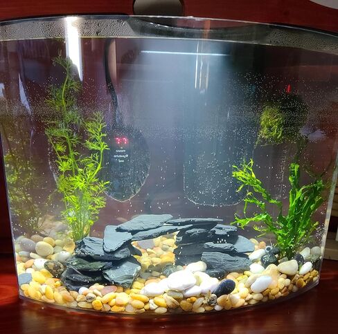 صخور أردواز طبيعية لحوض السمك، 5.1 رطل 1-6 بوصات، صخور أردواز للزواحف، حجر أردواز لأحواض السمك، نموذج المناظر الطبيعية، الزواحف، التنانين الملتحية، أبو بريص in Kuwait