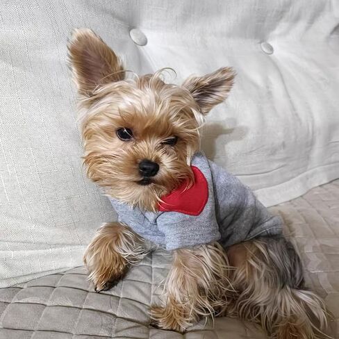 Winmany Small Medium Dogs Clothes Pet Heart Patch Turtleneck Sweatshirt Cat Puppy Spring Fall Winter Sweater Coat (Grey, Small) in Saudi Arabia