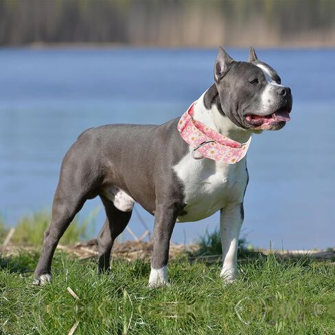 Martingale Collar 1.5 Inches Wide Girl Dog Collar, Heavy Duty Adjustable Collar with Pink Daisy Floral, Perfect Collar for Dogs with Larger Heads & Necks (L) in Saudi Arabia