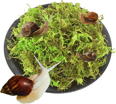 10oz Premium Sphagnum Moss for Reptiles, Natural Reptile Moss for Humidity, Forest Live Moss Substrate for Terrarium, Moss Bedding for Leopard Gecko Turtle Anoles Salamanders Snakes in Saudi Arabia