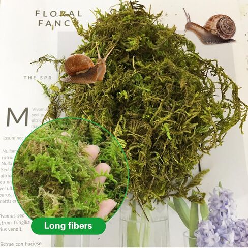 10oz Premium Sphagnum Moss for Reptiles, Natural Reptile Moss for Humidity, Forest Live Moss Substrate for Terrarium, Moss Bedding for Leopard Gecko Turtle Anoles Salamanders Snakes in Saudi Arabia
