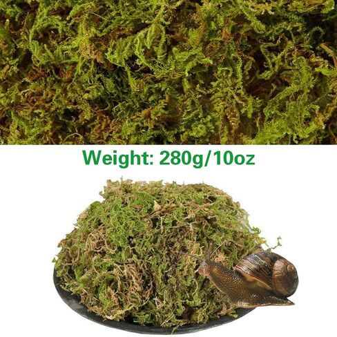 10oz Premium Sphagnum Moss for Reptiles, Natural Reptile Moss for Humidity, Forest Live Moss Substrate for Terrarium, Moss Bedding for Leopard Gecko Turtle Anoles Salamanders Snakes in Saudi Arabia