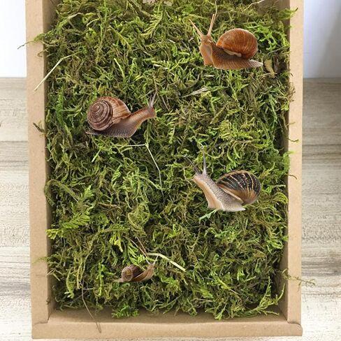 10oz Premium Sphagnum Moss for Reptiles, Natural Reptile Moss for Humidity, Forest Live Moss Substrate for Terrarium, Moss Bedding for Leopard Gecko Turtle Anoles Salamanders Snakes in Saudi Arabia