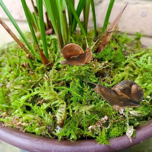 10oz Premium Sphagnum Moss for Reptiles, Natural Reptile Moss for Humidity, Forest Live Moss Substrate for Terrarium, Moss Bedding for Leopard Gecko Turtle Anoles Salamanders Snakes in Saudi Arabia