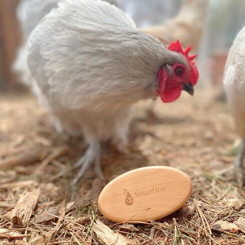 Soft Chicken Feather Brush, Feather Brush For Chickens & Small Pets, Soft Small Bristle Brush, Chicken Grooming, Chicken Care in Saudi Arabia