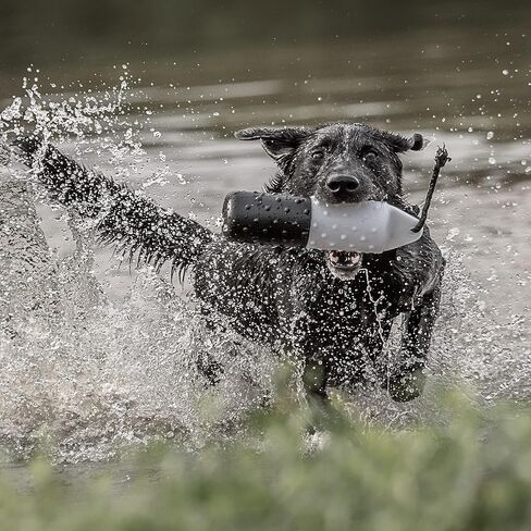 الدمى البلاستيكية ذات العلامة التجارية SportDOG in Kuwait