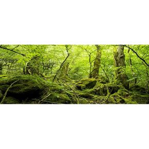 OERJU 36x14 inches Durable Polyester Deep Rainforest Terrarium Background Tropical Aquarium Background Green Huge Trees Peaceful Forest Moss Plants Reptile Habitat Photography Backdrop