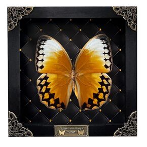 Real Butterfly Wooden Frame Shadow Box Dried Vietnam Insect Lover Taxidermy Dead Bug Taxadermy Specimen Wall Decoration K16-02-NEM