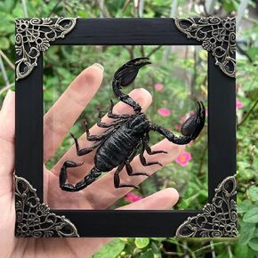 Real Scorpion Wooden Framed Dried Bug Beetle Shadow Box Entomology Insect Handmade Taxidermy Wall Hanging Decor Decoration Artwork Tabletop Living K12-51-KINH