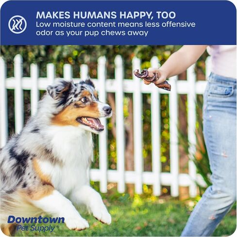 Downtown Pet Supply Spiral Bully Sticks for Medium Dogs - Dog Dental Treats & Rawhide-Free Dog Chews - Dog Treats with Protein, Vitamins & Minerals - Regular - 4-6in - 20Ct in Saudi Arabia
