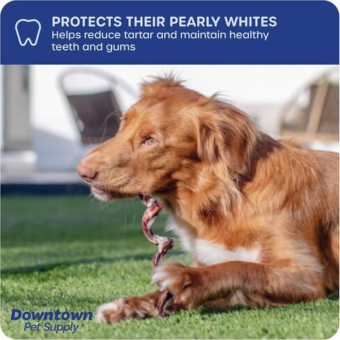 Downtown Pet Supply Spiral Bully Sticks for Medium Dogs - Dog Dental Treats & Rawhide-Free Dog Chews - Dog Treats with Protein, Vitamins & Minerals - Regular - 4-6in - 20Ct in Saudi Arabia