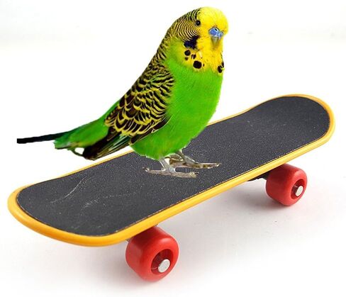 Hypeety Bird Parrot Intelligence Toys Training Skateboard Stand Perch for Parakeet Budgies Cockatiels Lovebird Funny Talbe Toy in Saudi Arabia