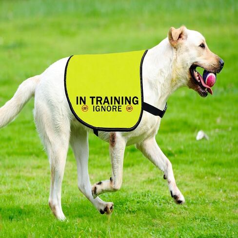 CENWA in Training Ignore Dog Jacket Vest Dog in Training Nervous Anxious Dog Slogan Warning Vest (Training Ignore M) in Saudi Arabia