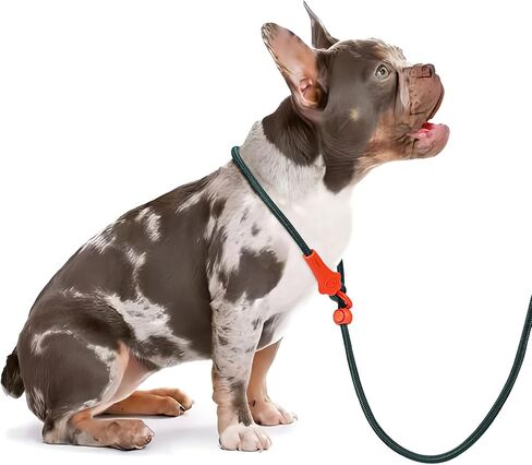 dafuen 6 قدم الكلب زلة الرصاص الكلب المقود الكلب التدريب الكلاسيكي المقود خفيفة الوزن دائم زلة يؤدي للكلاب عدم سحب زلة المقود وطوق مقود الكلب للكلاب الصغيرة المتوسطة in Kuwait