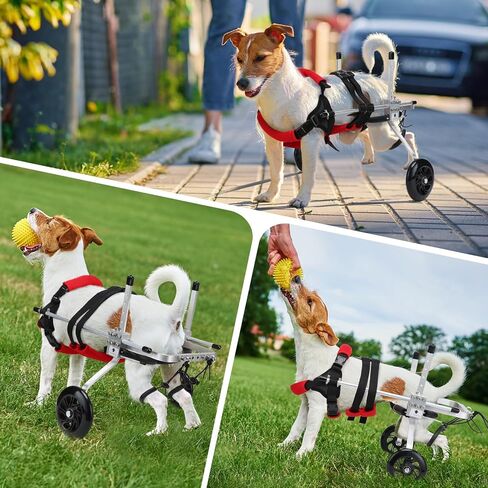 Cat Wheelchair for Back Legs, Light Weight Pet/Doggie Wheelchairs, Small Dog Wheelchair Helps Dogs with Back Leg Disabilities Walk and Play, S in Saudi Arabia