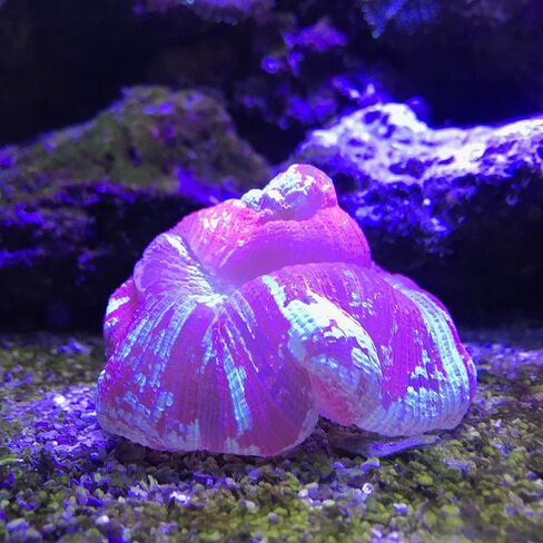 Seachem Reef Buffer 250gram in Saudi Arabia