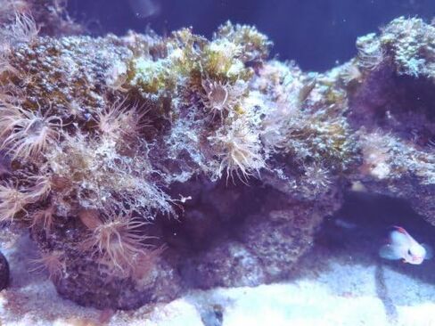 عبوة إعادة تعبئة Red Sea Aiptasia-X (16 أونصة/500 مل) آمنة للشعاب المرجانية في المياه المالحة وأحواض السمك البحرية المختلطة للشعاب المرجانية in Kuwait