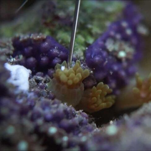 عبوة إعادة تعبئة Red Sea Aiptasia-X (16 أونصة/500 مل) آمنة للشعاب المرجانية في المياه المالحة وأحواض السمك البحرية المختلطة للشعاب المرجانية in Kuwait