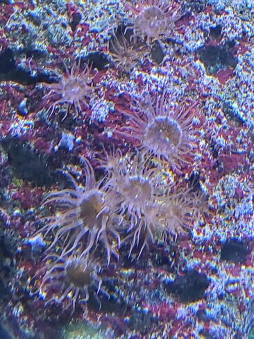 عبوة إعادة تعبئة Red Sea Aiptasia-X (16 أونصة/500 مل) آمنة للشعاب المرجانية في المياه المالحة وأحواض السمك البحرية المختلطة للشعاب المرجانية in Kuwait