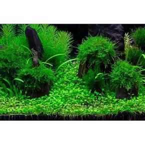 Terrarium Background Green Planted Tropical Freshwater Aquarium Background Aquatic Plants Roots Stones with Moss Aquarium Backdrop Perfect Fish Tank Backdrop Vinyl 24x16in