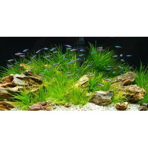 YongFoto Fish Tank Background 48x18 inch Aquarium Background River Bed Waterweeds Lake Aquatic Plant Underwater World Backdrop Reptile Habitat Terrarium Background