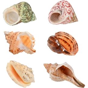 6pcs Natural Hermit Crab Shells,Opening 0.5''-1.5''Hermit Crab Shells,Natural Decoration Hermit Crab Supplies,Growth Turbo Seashells