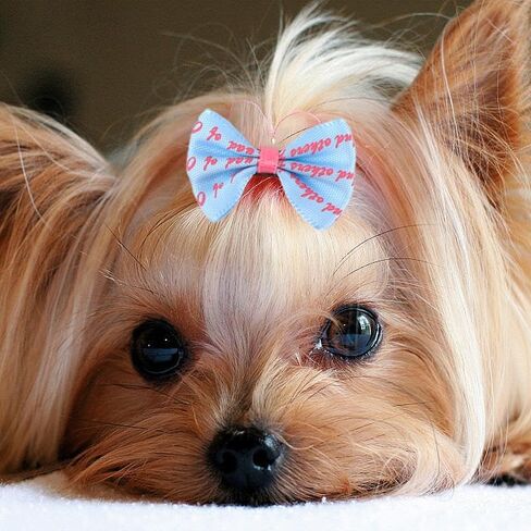 30PCS Dog's Hair Bows with Metal Clips Cat Puppy Dog Bows Cute Pet Small Dog Hair Bows Clips Handmade Hair Accessories Bow for Doggies Cat in Saudi Arabia