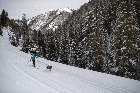 Ruffwear، نظام Omnijore Dog Joring، حزام للكلاب، حزام الورك، وخط المنشفة للتزلج والتزلج وركوب الدراجات، برتقالي الخشخاش، متوسط in Kuwait